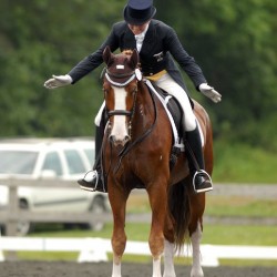 How To Make A Grand Prix Horse psgbigpat