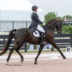 Learning The Language Of Dressage: On The Bit LSprieser.PersonalPrint WebLicense.15GDFMM120174©SusanStickle.com.-(ZF-2140-54281-2-002)