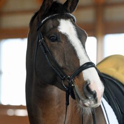 A Little Too Photo by Kimberly Loushin/Chronicle of the Horse.