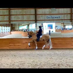 Schooling Shows! Cavaletti Sundays! And More! jessfantomfancytrot