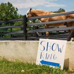 Results from Corona Lite Schooling Show coronasign