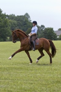 Ellegria, one of Lauren Sprieser's dressage horses