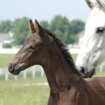 Fender, one of Lauren Sprieser's dressage horses