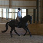 Fender, one of Lauren Sprieser's dressage horses