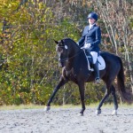Fender, one of Lauren Sprieser's dressage horses