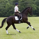Fender, one of Lauren Sprieser's dressage horses