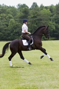 Fender, one of Lauren Sprieser's dressage horses