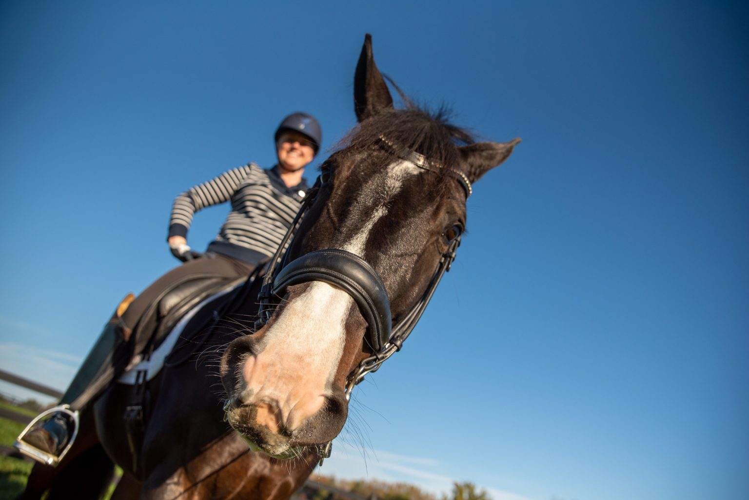 Snippets, Horse Crip Walking Edition - Sprieser Sporthorse LLC